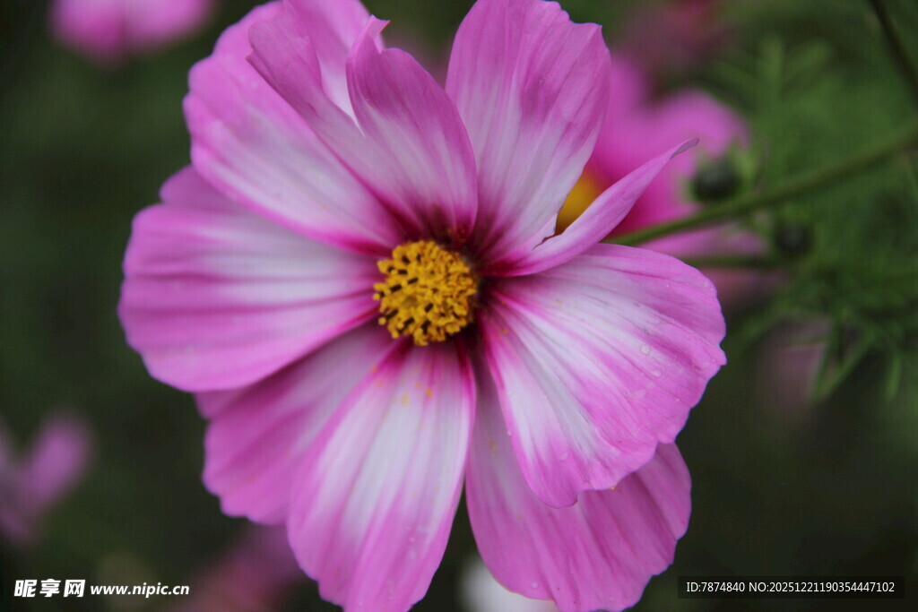 娇艳粉色波斯菊特写
