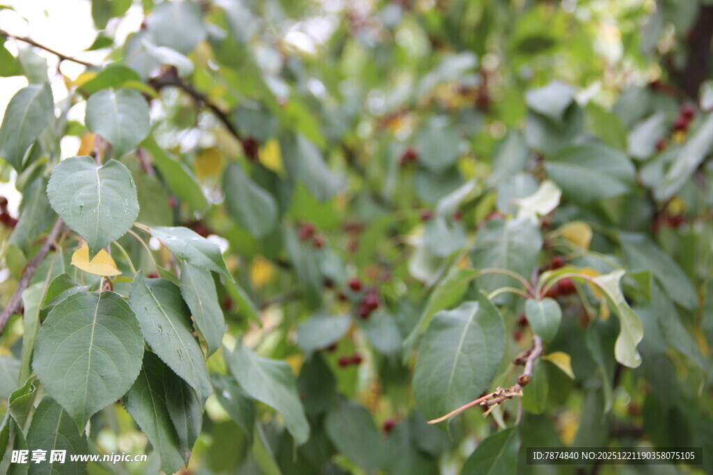 绿叶间的生机景象