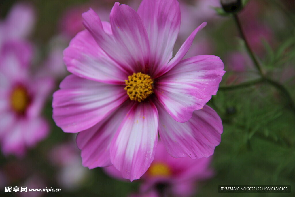 粉色波斯菊特写