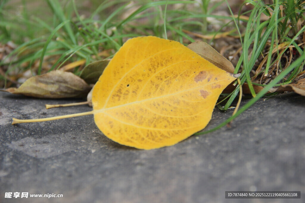 地上的金黄落叶