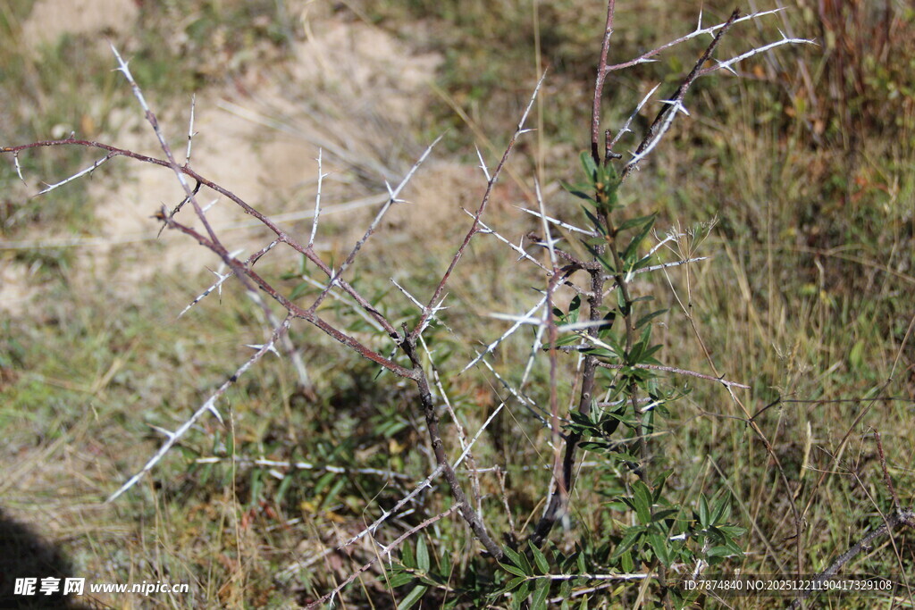 带刺铁丝网下的植物