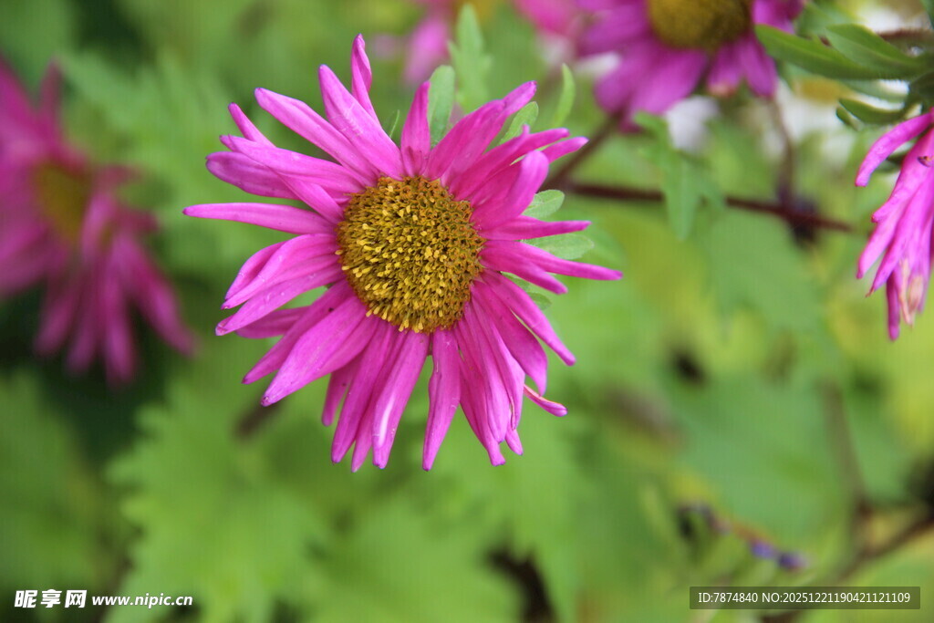 娇艳粉色菊花绽放