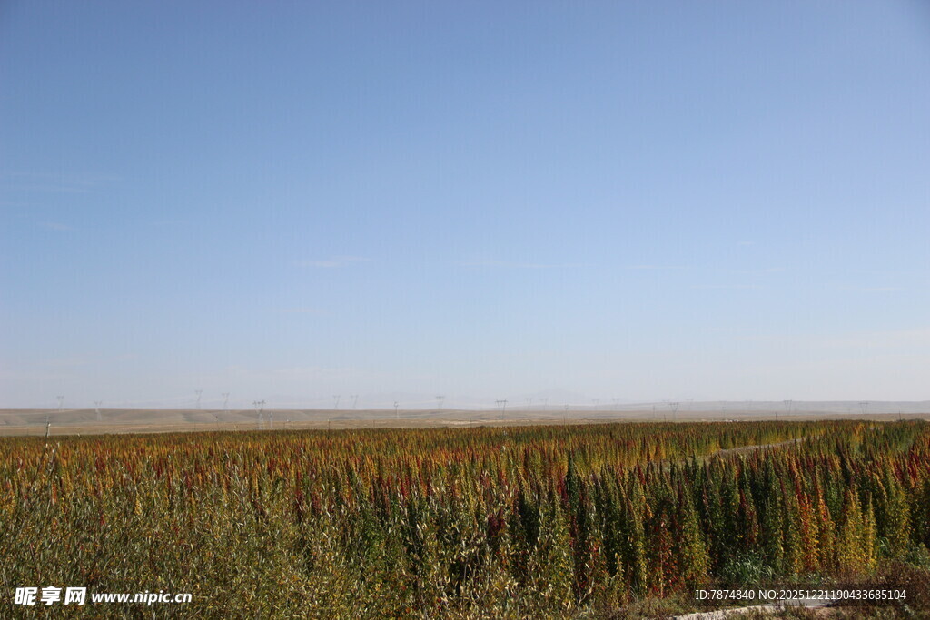 广袤芦苇荡 蓝天之下景