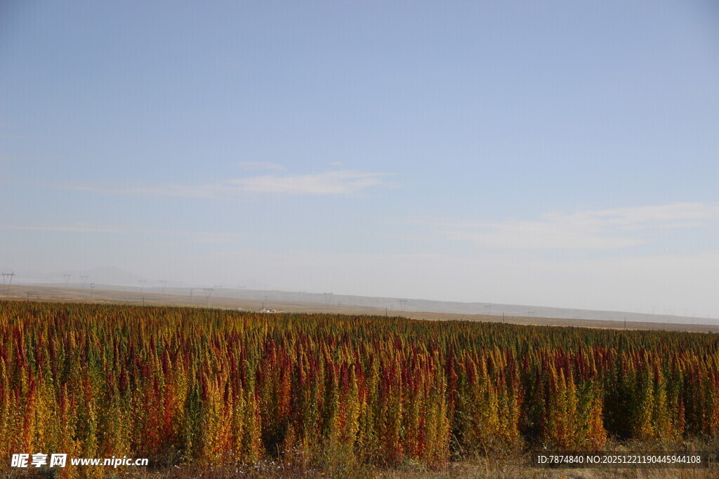秋日田野的多彩植物景观
