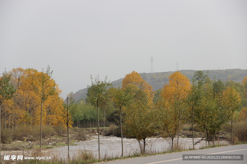 秋日路边多彩树木景观