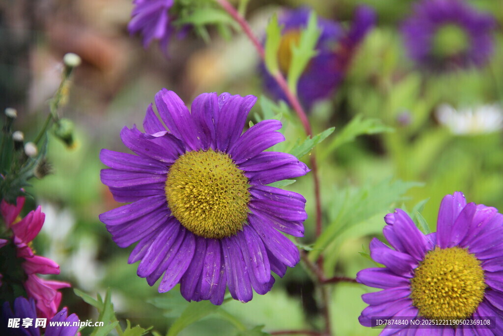 紫色雏菊绽放生机