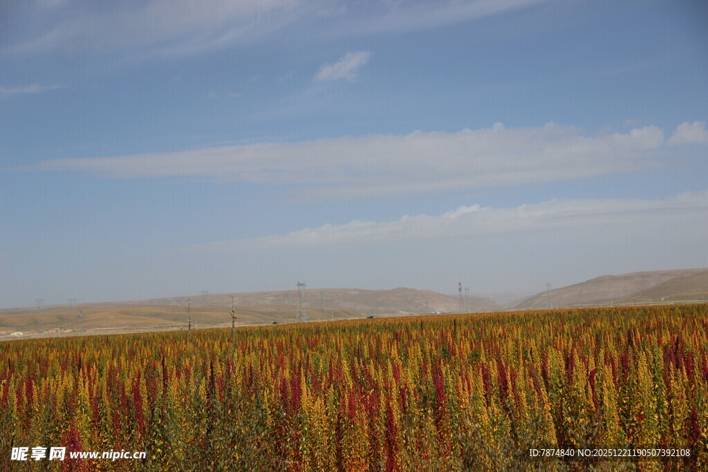 广袤田野中的多彩植物