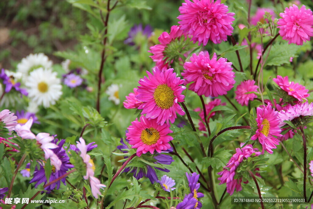 多彩花卉绽放于绿意间
