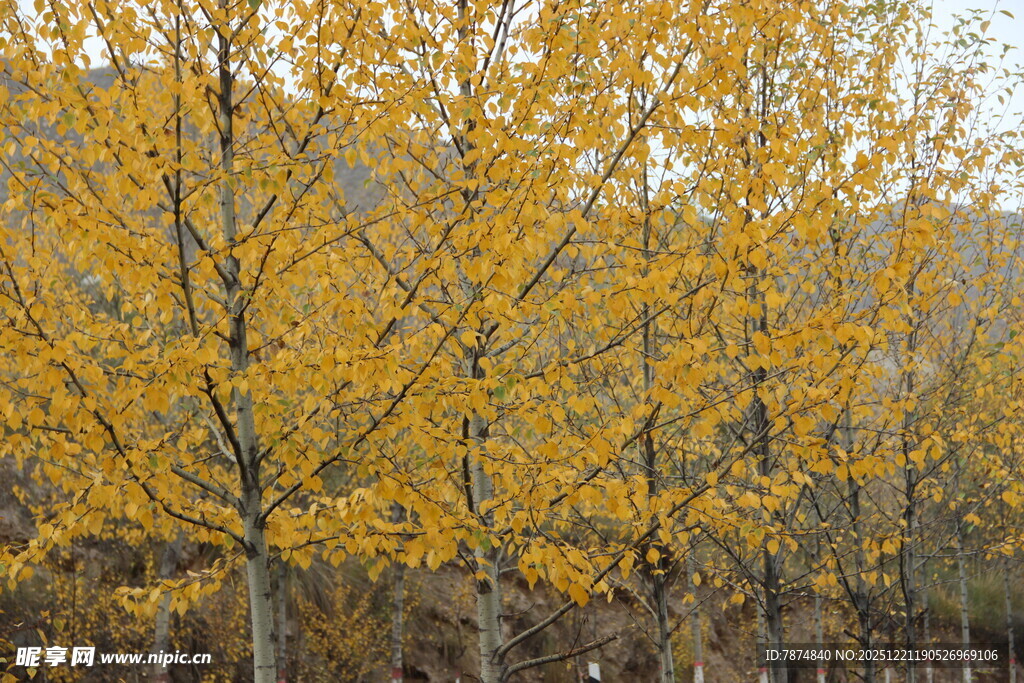 秋日金黄树林美景