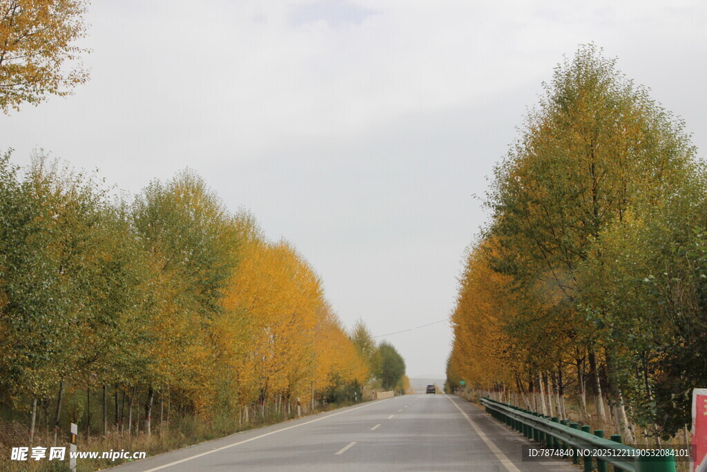 秋日林荫公路美景