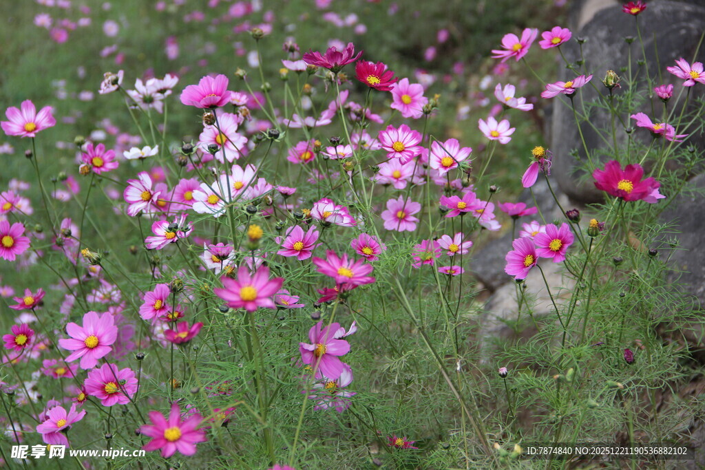 烂漫花丛绽放多彩美丽