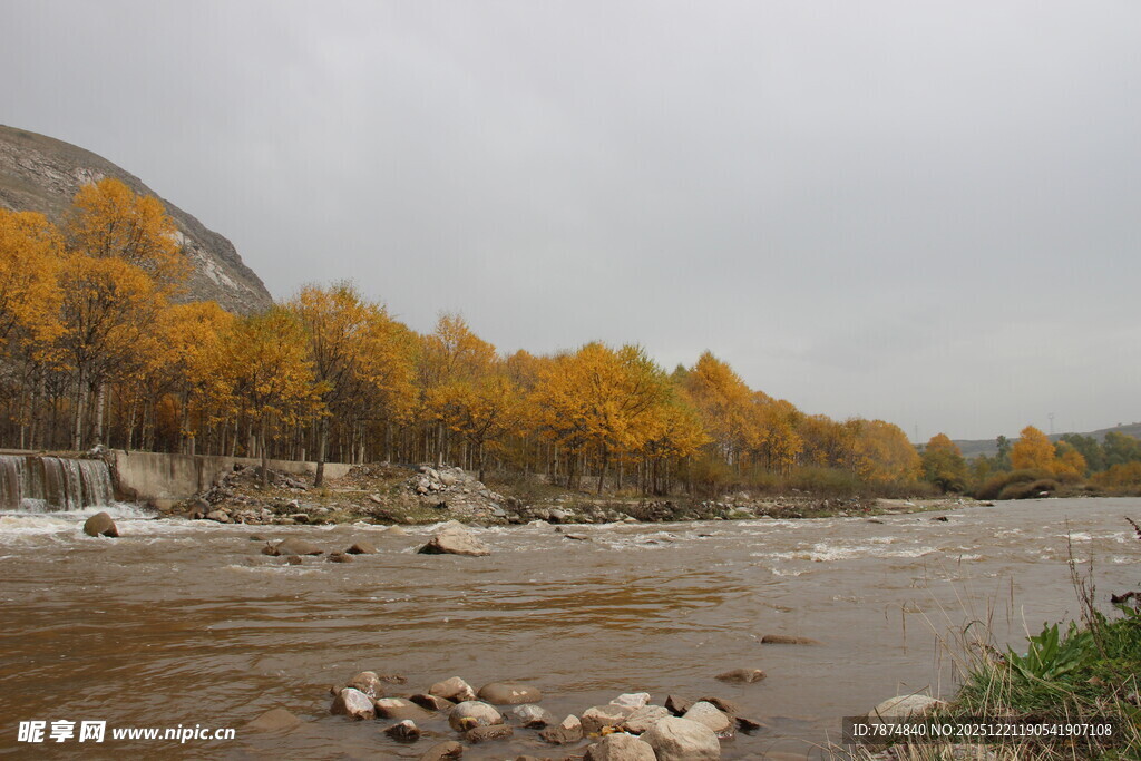秋日河畔金黄树林美景