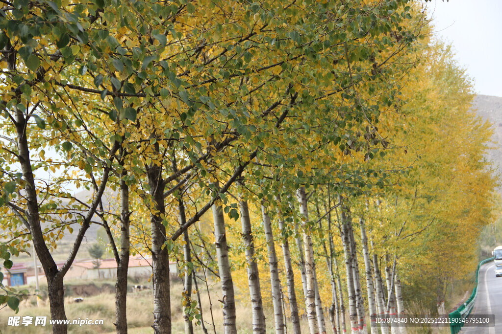 秋日林荫道树木金黄灿烂