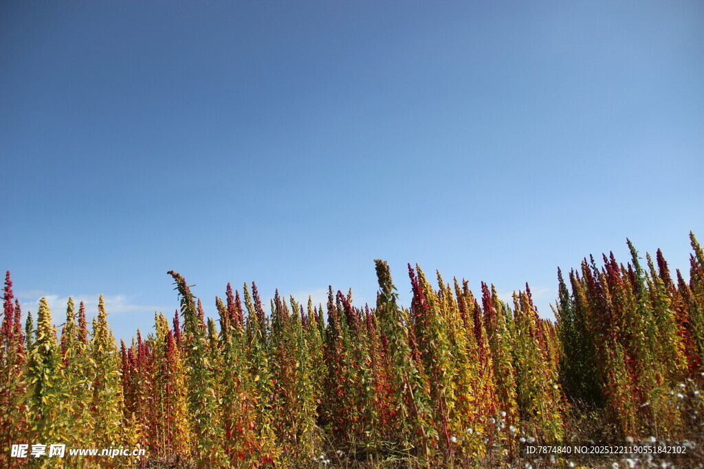 秋日田野中的多彩植物