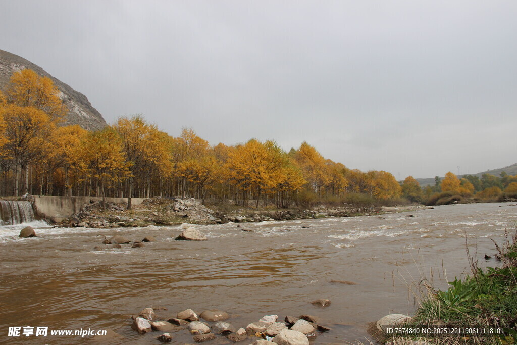 秋日湍急河流旁的金黄树林