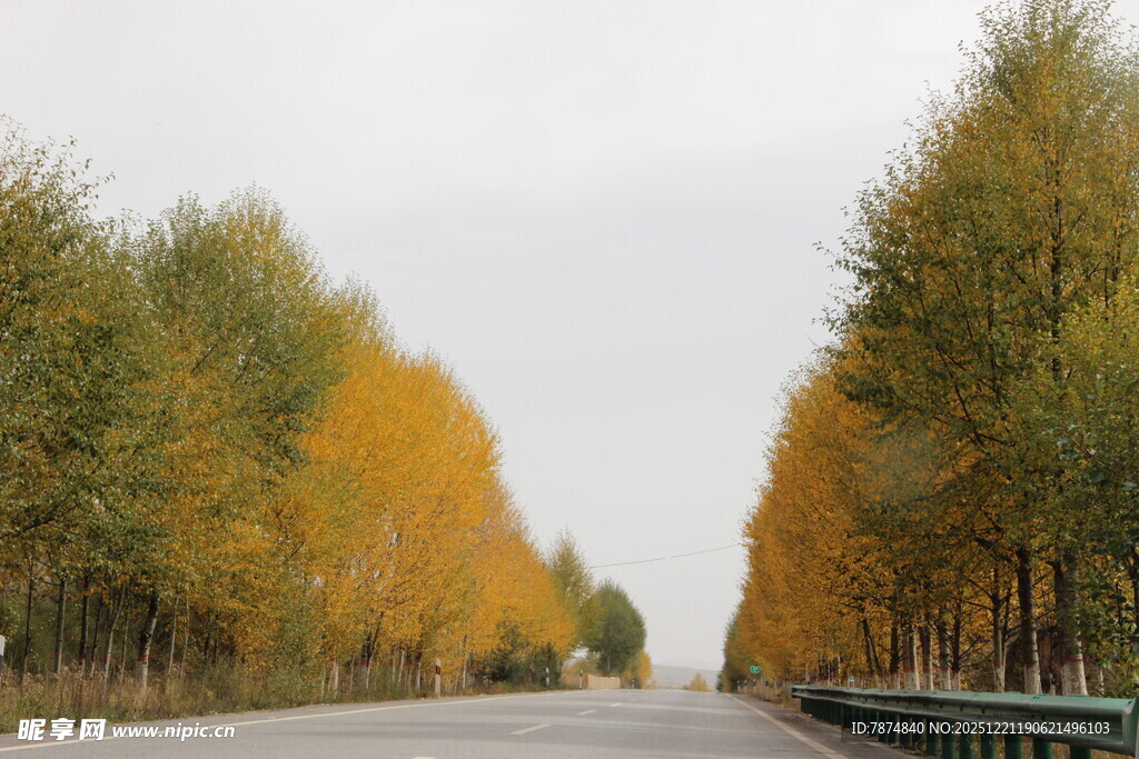秋日林荫公路美景