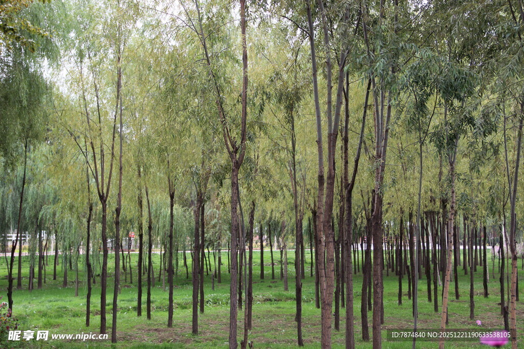 林间绿意盎然的树木景观