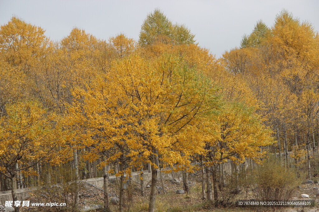 秋日金黄树林美景