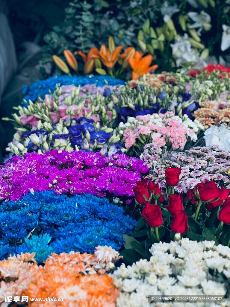 缤纷多彩花卉展示