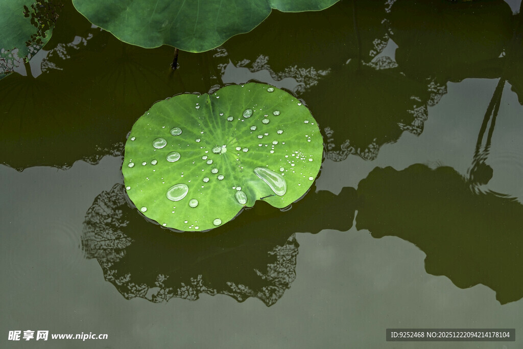 荷叶 水面