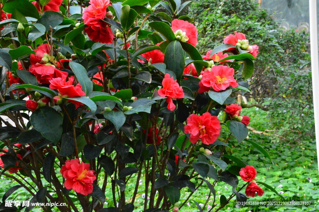 山茶花  