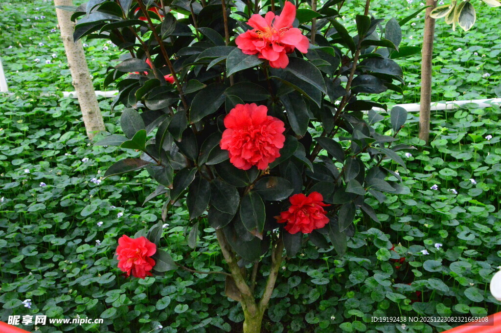 山茶花  