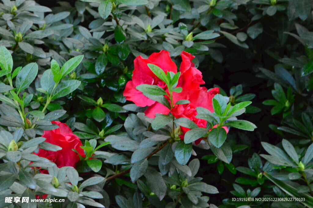 山茶花  