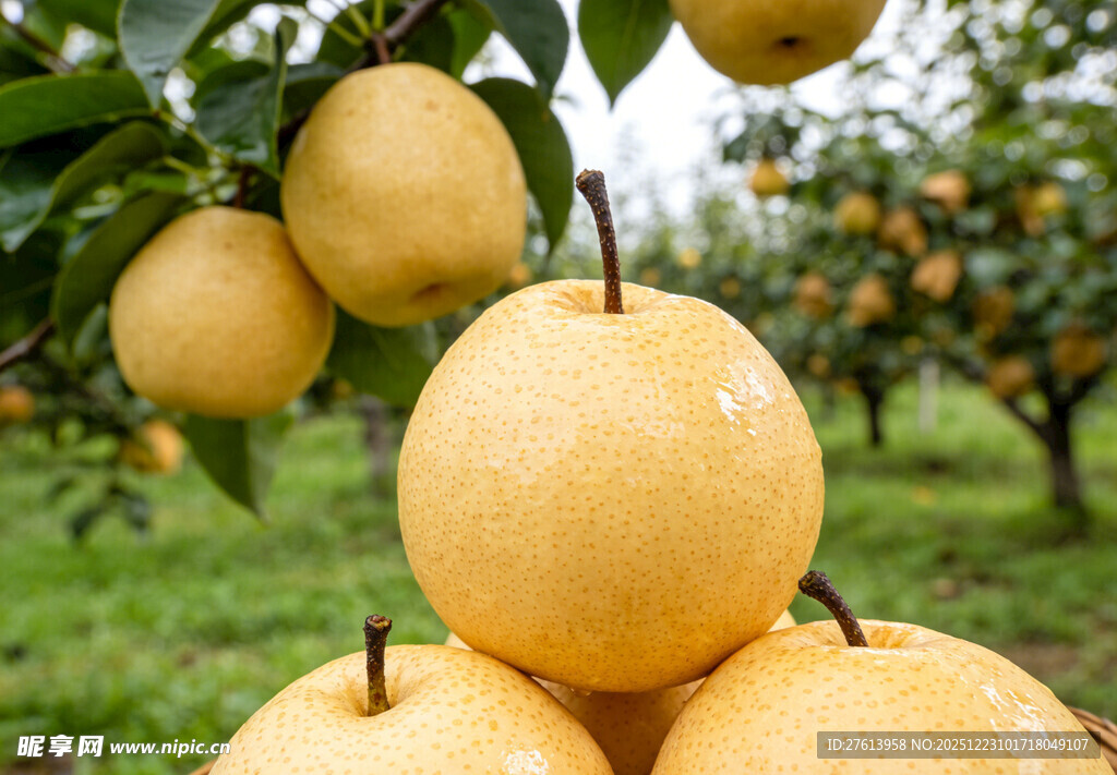 果园中的冰糖梨