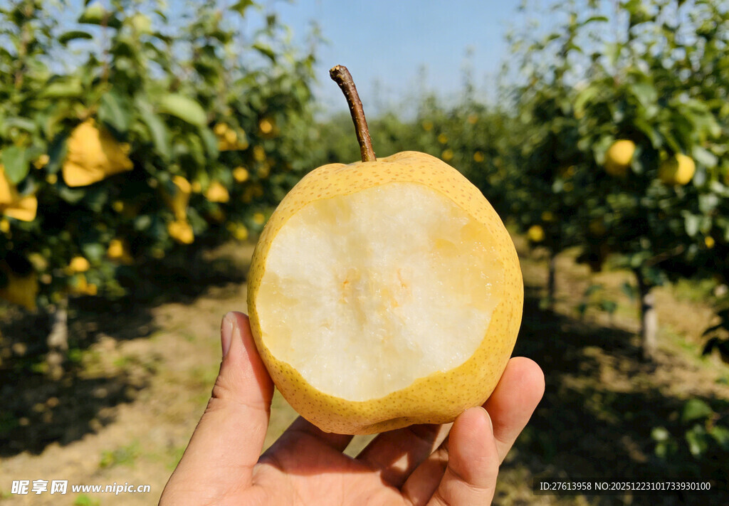 手捧咬过的金黄梨子