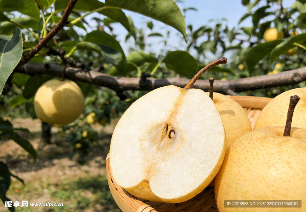 果园里的酥梨