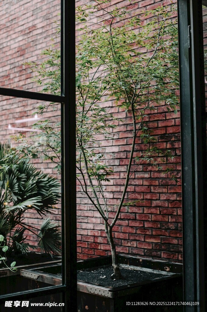 窗边绿植与红砖墙美景