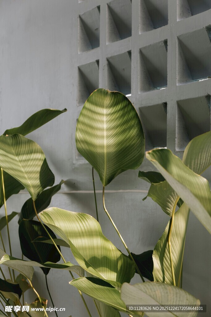 室内绿植叶片光影之美