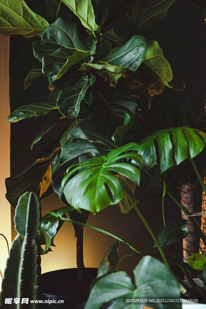 室内绿植景观