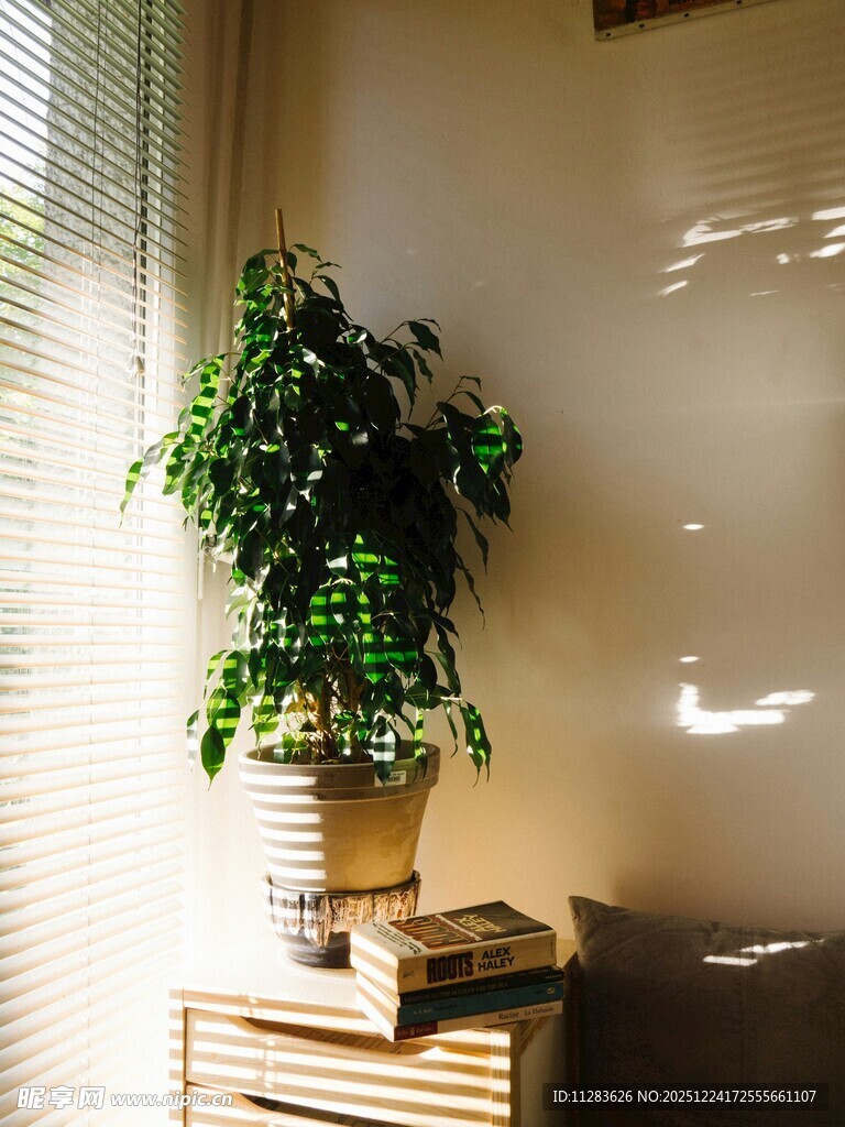 窗边绿植装点温馨角落