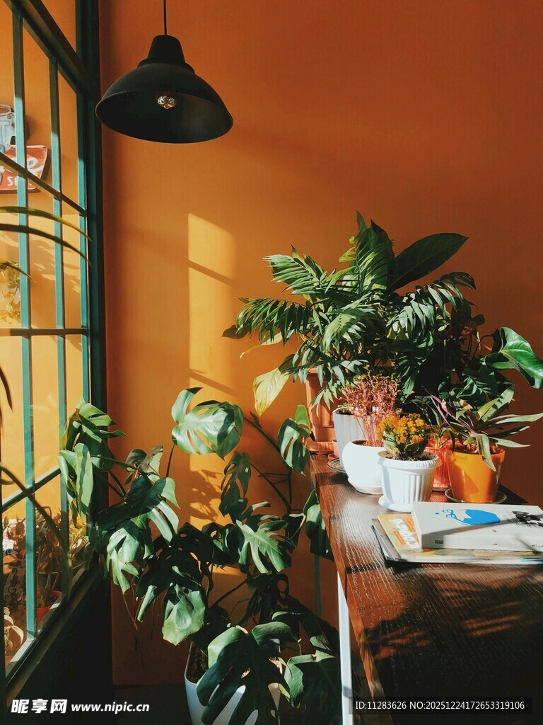 阳光洒落的绿植温馨角落