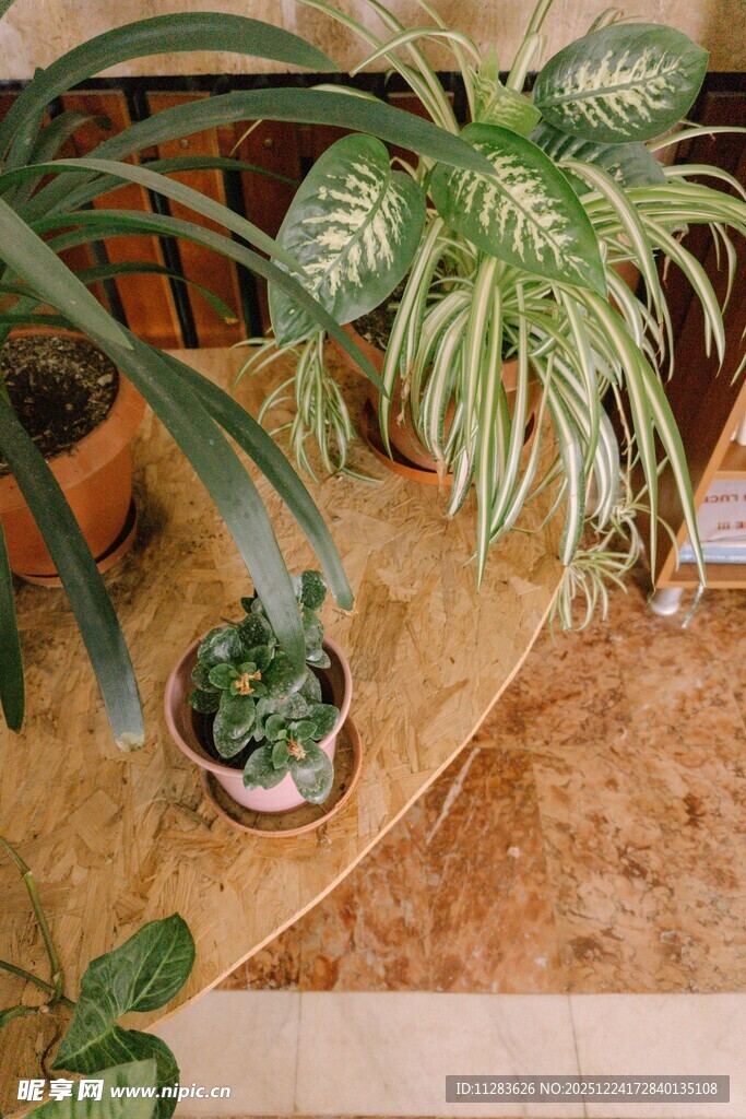 室内绿植盆栽展示