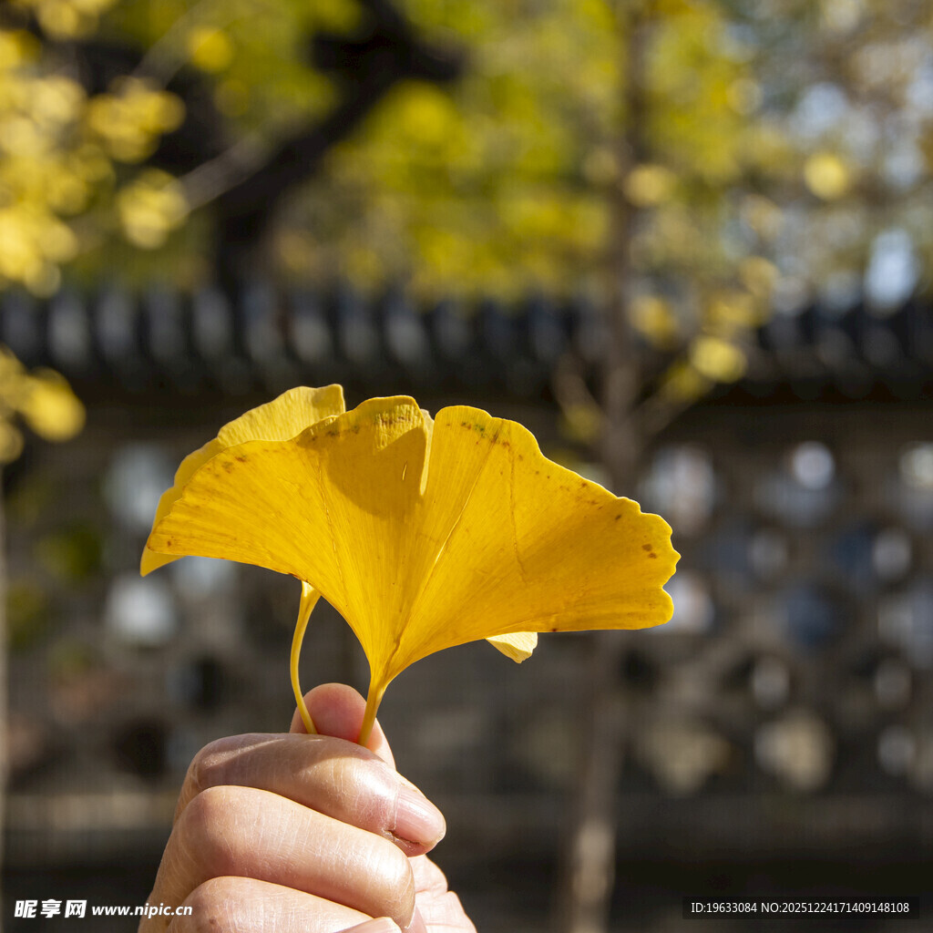 银杏叶秋意正浓