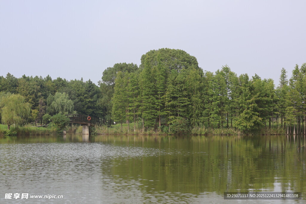 水杉湿地