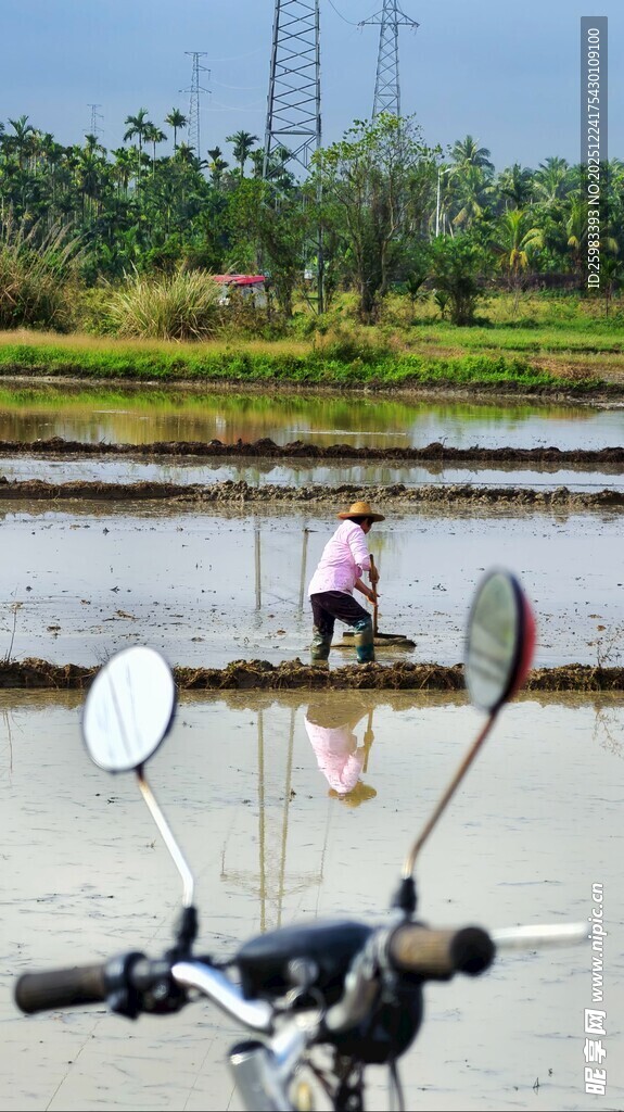 水田劳作
