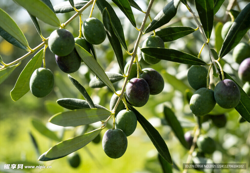 枝头橄榄