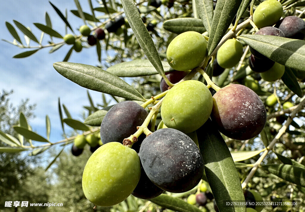 枝头的橄榄果实