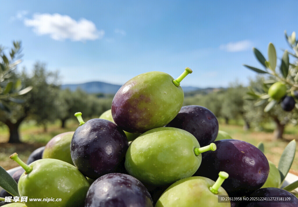 橄榄果实