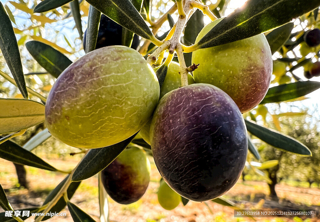 枝头的橄榄果