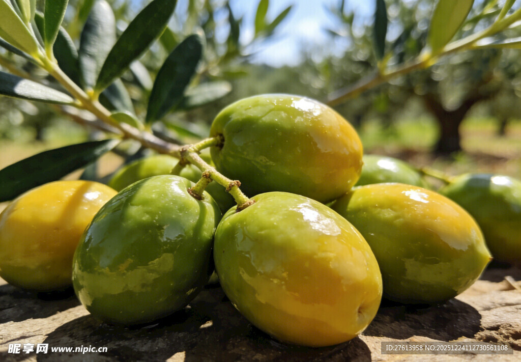 橄榄果实特写