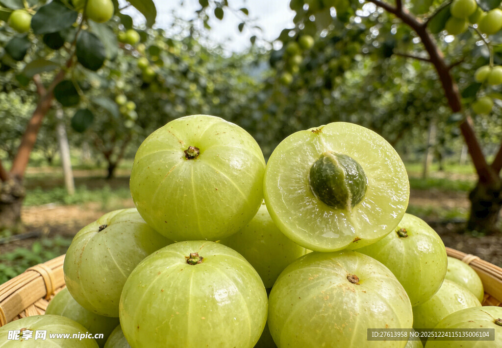 余甘子堆放在果园中