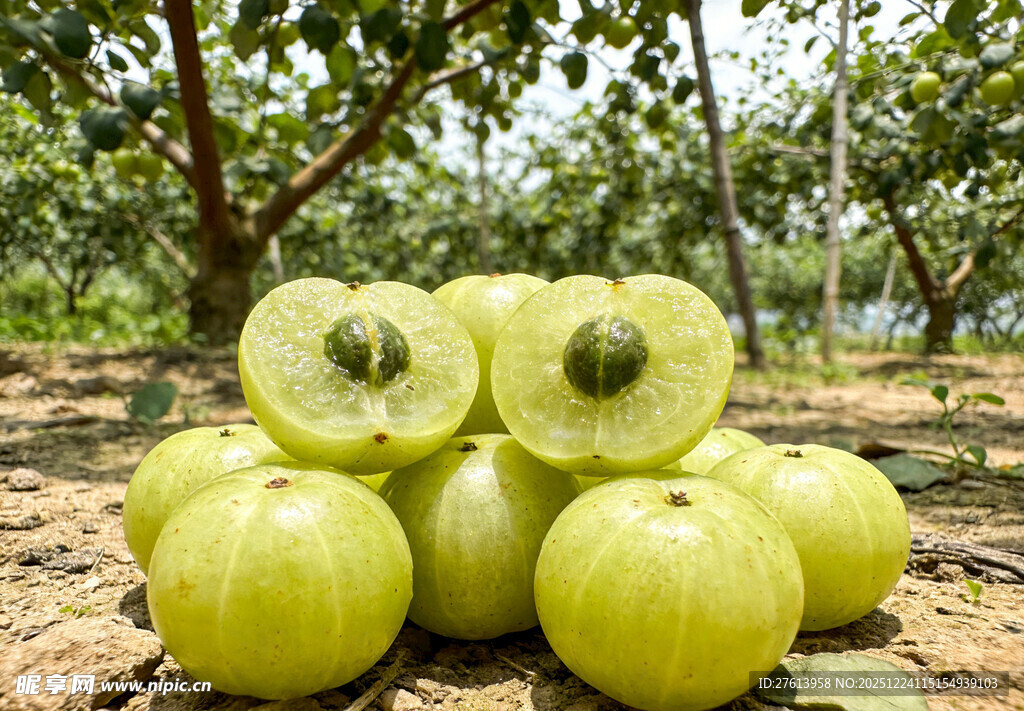 果园里堆放的油甘果