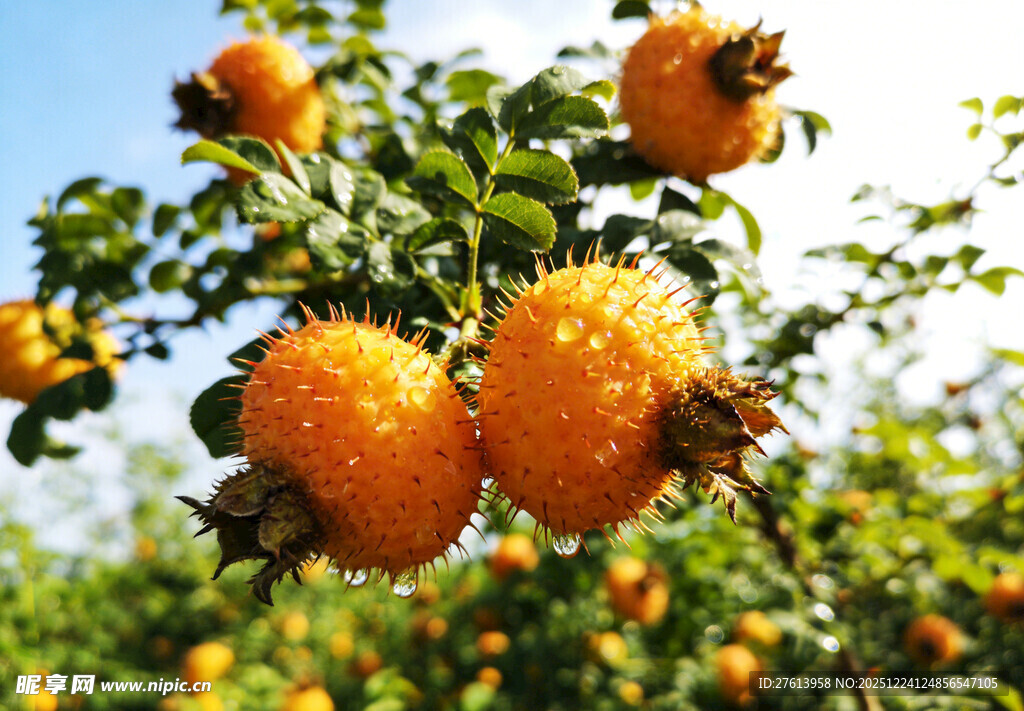 刺梨果实挂于枝头
