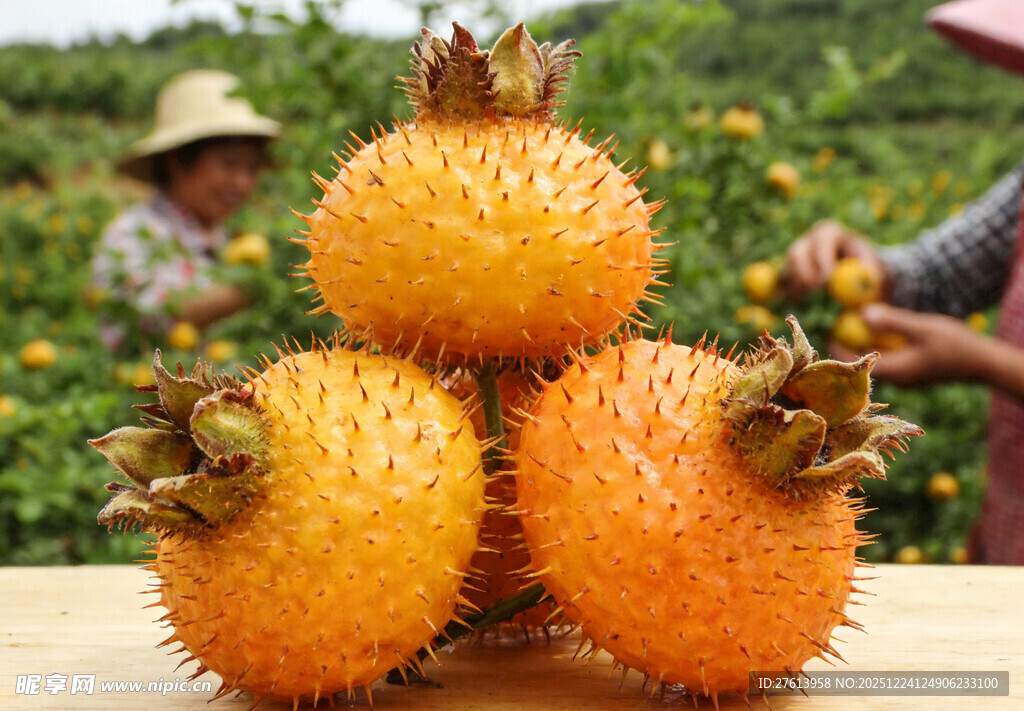 果园里的刺梨果