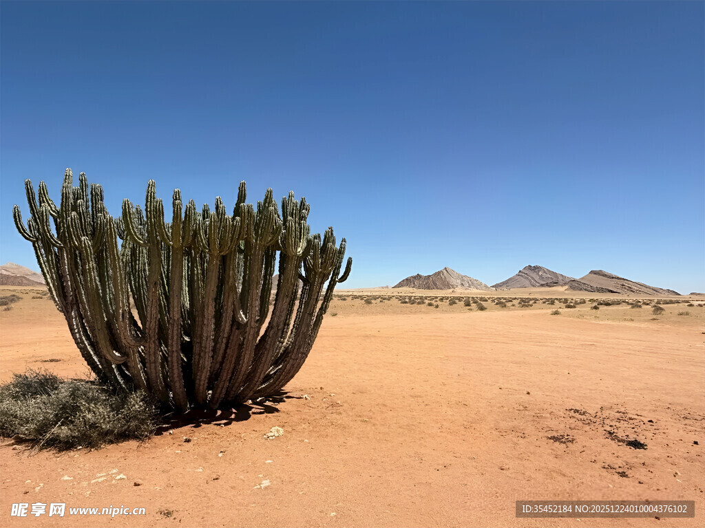 沙漠仙人掌