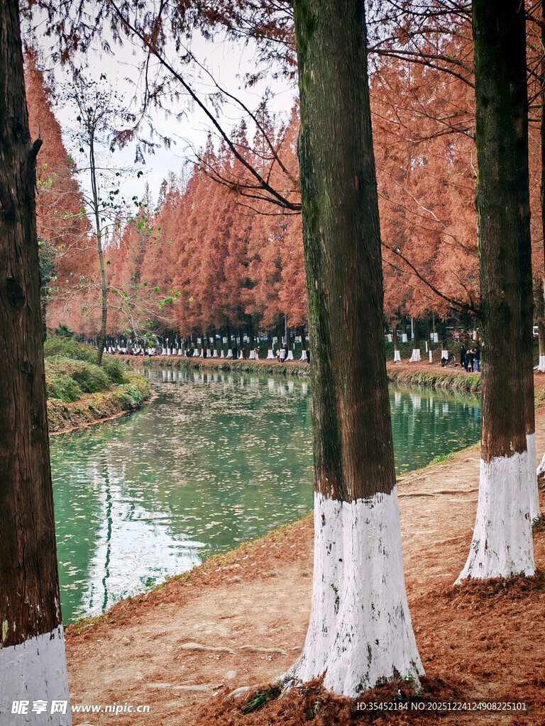 冬日河畔树林静谧美景